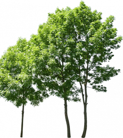 Download Bethesda Apartments - Row Of Trees Transparent PNG ...