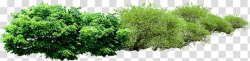 Green a row of trees transparent background PNG clipart ...