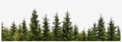 Row Of Trees Png Clip Free Download - Row Of Pine Trees ...