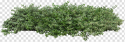 Populus nigra Plant Shrub Tree Architecture, bushes, green ...
