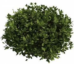 Pin by Mingyue Xie on presentation | Bush drawing, Shrubs ...