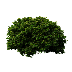 Pin by Hoke Ley on Rendering Entourage | Shrubs, Evergreen ...