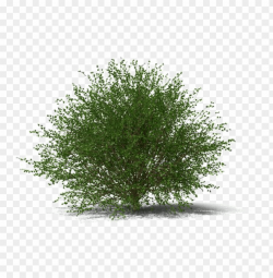 shrub transparent image - juniper shrub PNG image with ...