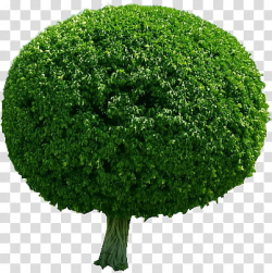 Trees, .s, green bush plant transparent background PNG ...