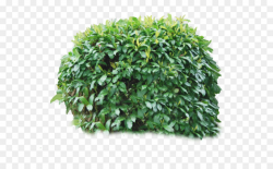 Woody Background png download - 976*819 - Free Transparent ...