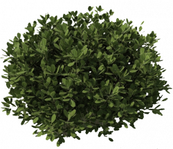 Shrub Plant Tree Clip art - Tree Bushes Plants Png png ...