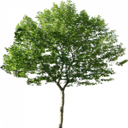 Download TREE Free PNG transparent image and clipart