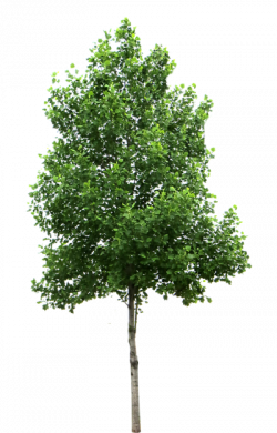 Download TREE Free PNG transparent image and clipart