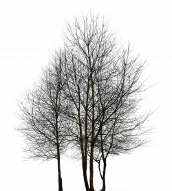 Tree HD PNG Transparent Tree HD.PNG Images. | PlusPNG