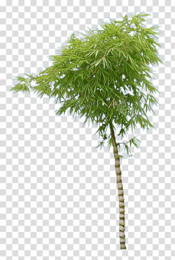 Bamboo plant, Bamboo Bambusa ventricosa Bamboe, Buddha belly ...