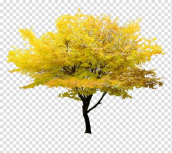 Yellow leafed tree illustration, Twig Tree Yellow Maple ...