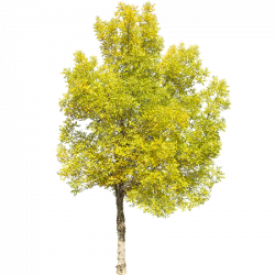 A cool yellow deciduous tree, even more yellow at this time ...