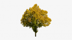 Tree In Autumn - Autumn Tree Transparent Background - Free ...