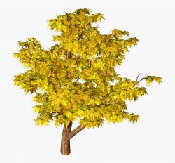 Fall Tree Trees Top View Yellow Clipart Hd Background - Tree ...