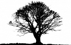 Download Black Tree PNG Photos For Designing Purpose - Free ...