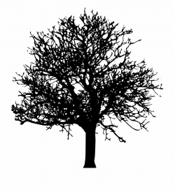 Free Tree Silhouette Transparent Background, Download Free ...