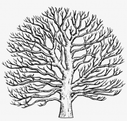 Drawn Tree Sycamore Tree - Easy To Draw Sycamore Tree - Free ...