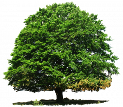 Large Greenery Tree PNG Image - PurePNG | Free transparent ...