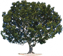 Free Tree Clipart - Tree Graphics