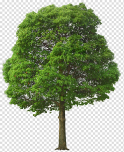 Tree , Large Green Tree , green tree illustration ...