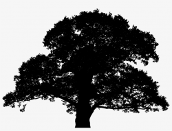 This Free Icons Png Design Of Detailed Large Oak Tree ...