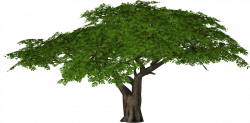 Africa Tree Png - Camel Thorn Tree Png, Transparent Png ...