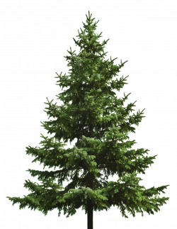 Christmas tree Fir - pine cone png download - 1219*1575 ...