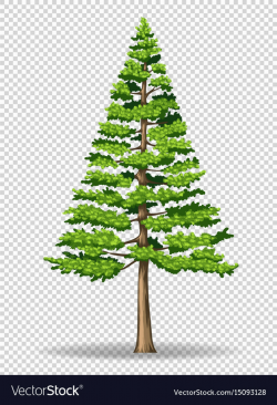 Pine tree on transparent background