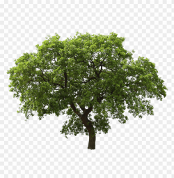 Download realistic wooden tree png images background | TOPpng