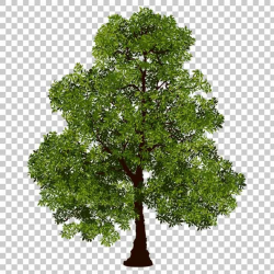 Free Png Realistic Tree & Free Realistic Tree.png ...