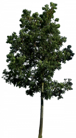 Realistic Tree Transparent Images | PNG Arts