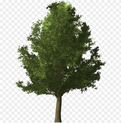 deciduous tree png - realistic tree PNG image with ...