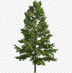 Download ine realistic tree png clip art - pine tree png ...