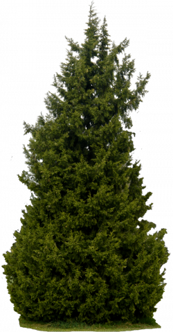 Realistic Tree Transparent Background PNG | PNG Arts