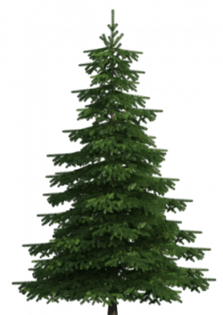 Realistic Pine Tree PNG Clip Art