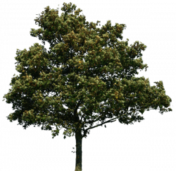 Realistic Tree Transparent Image | PNG Arts
