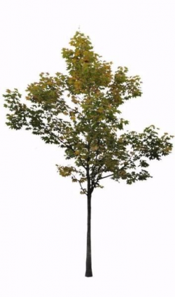 Small Maple tree 3 | Tree photoshop, Tree psd, Tree collage