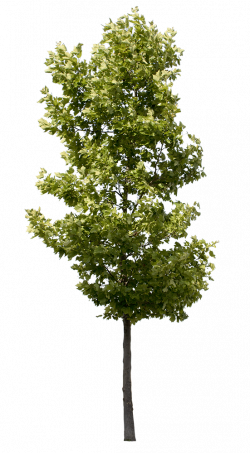 Platanus Occidentalis - Small