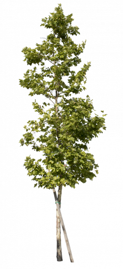 Platanus Occidentalis - Small II