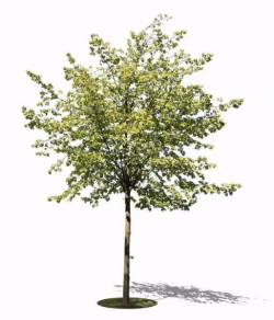 Small tree I | Small trees, Tree images, Tree diagram