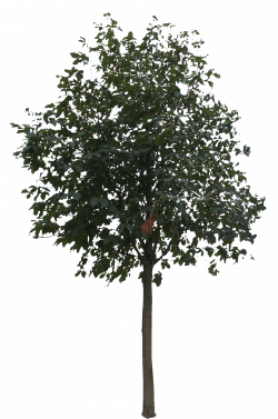 Tree Rendering - small trees png download - 1831*2765 - Free ...