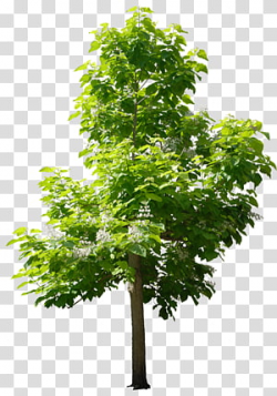 Small Tree transparent background PNG cliparts free download ...