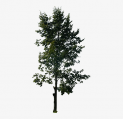 Tall Pine Tree Png Vector Freeuse - Photoshop Trees - Free ...