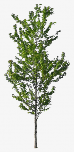 Tall Pine Tree Silhouette Png For Kids - Skinny Tree - Free ...