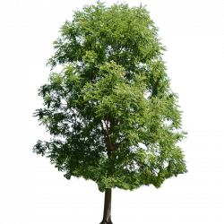 A cutout maple tree that has grown tall and is at it\'s peak ...