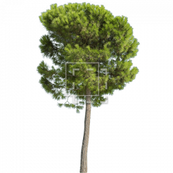 Medium Tall Tree with Green Needles - Immediate Entourage