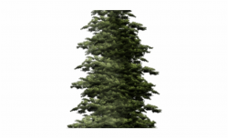 Fir Tree Png Transparent Images Tall Pine Tree - Clip Art ...
