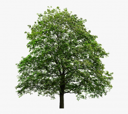 Tree Background Png - Transparent Background Tall Tree Png ...