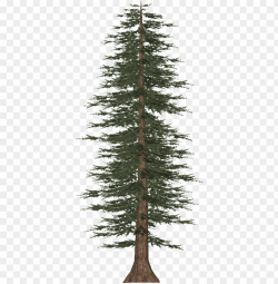 tall pine tree png - pine PNG image with transparent ...