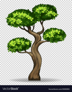 Bonsai tree on transparent background